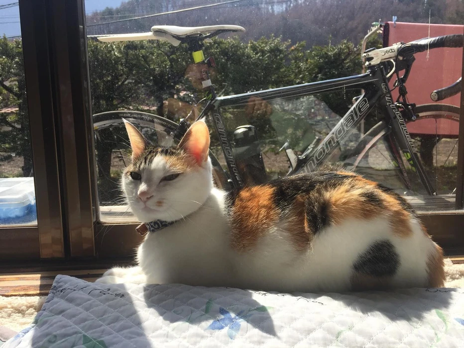 画像871